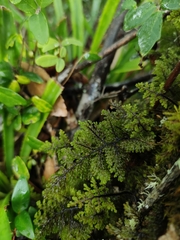 Hymenophyllum dentatum image
