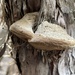 Phellinus artemisiae - Photo (c) Christian Schwarz, some rights reserved (CC BY-NC), uploaded by Christian Schwarz