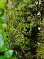 Hymenophyllum dentatum image
