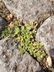 Cerastium