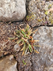 Magnoliopsida