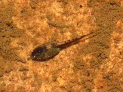 Pyxicephalidae