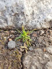 Sagina procumbens