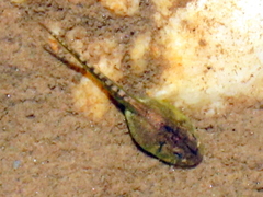 Pyxicephalidae