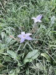 Nicotiana longiflora