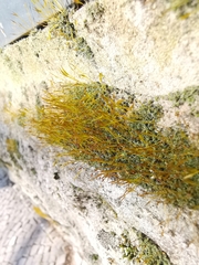 Tortula muralis