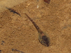 Pyxicephalidae