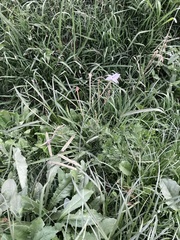 Nicotiana longiflora