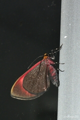 Eutrepsia phanerischyne