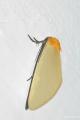 Chrysoecia thoracica