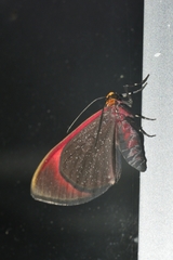 Eutrepsia phanerischyne