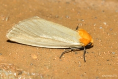 Chrysoecia thoracica