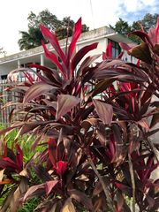 Cordyline fruticosa