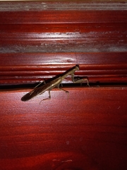 Epaphrodita musarum