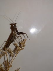 Epaphrodita musarum