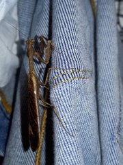 Epaphrodita musarum