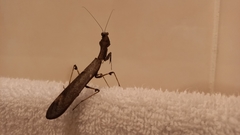 Epaphrodita musarum