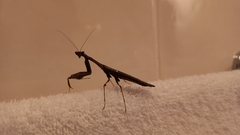 Epaphrodita musarum