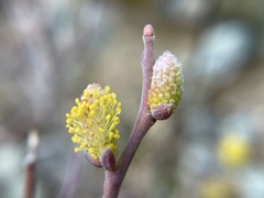 Salix breweri