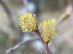Salix breweri