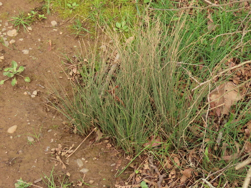 Common Rush foliage