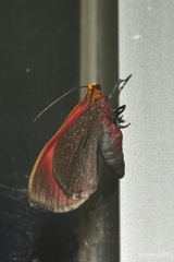 Eutrepsia phanerischyne