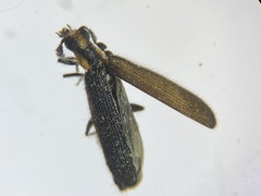 Pyticeroides laticornis