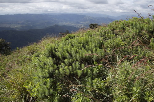 Image of Phymaspermum athanasioides by (c) Tony Rebelo, some rights reserved (CC BY-SA)