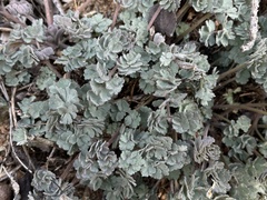 Aquilegia eximia