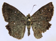 Antigonus erosus