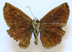 Antigonus erosus