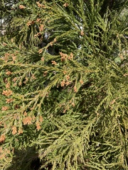 Cupressus × leylandii