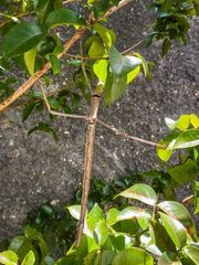 Cladomorphus phyllinus