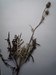 Jurinea salicifolia