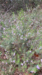 Conradina canescens image