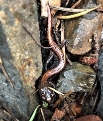 Plethodon larselli