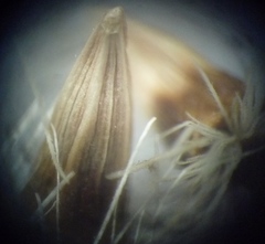 Jurinea salicifolia