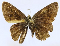 Nisoniades