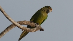 Eupsittula canicularis