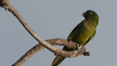 Eupsittula canicularis