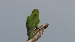 Eupsittula canicularis