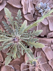 Centaurea sinaica