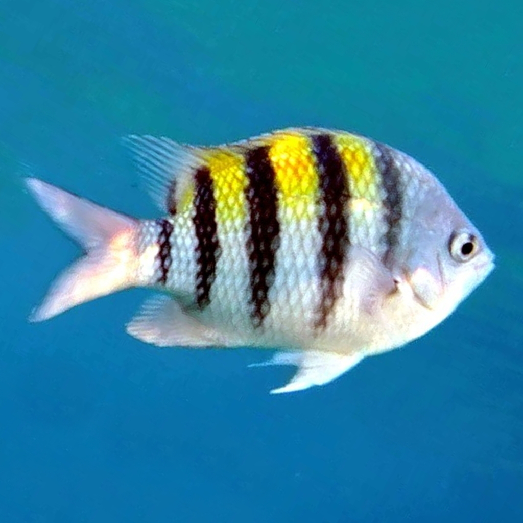 Sergeant Majors