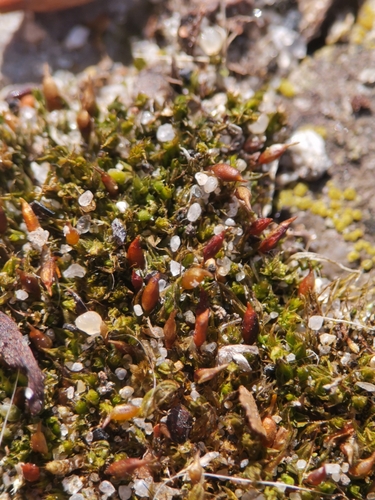 Image of Tortula protobryoides by (c) Alexis Tinker-Tsavalas, some rights reserved (CC BY)