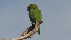 Eupsittula canicularis