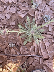 Centaurea sinaica