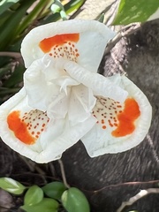 Dietes bicolor