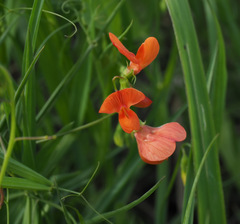 Lathyrus hierosolymitanus