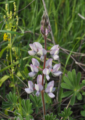 Lupinus palaestinus