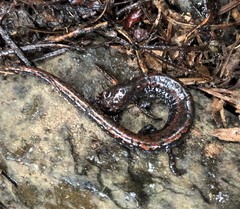 Batrachoseps wrighti